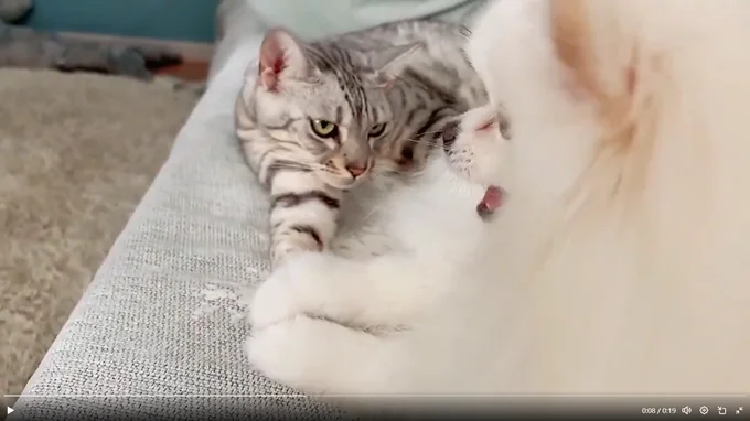 お手々を繋いじゃうほど仲良しさん！▶安心しきっている様子に（⇒次へ）