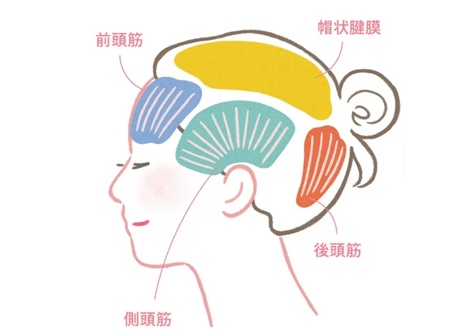 毎日のブラッシングで頭皮の筋肉を動かして血流をアップ。白髪予防や育毛をサポートします。頭皮マッサージ用ブラシを使って刺激を