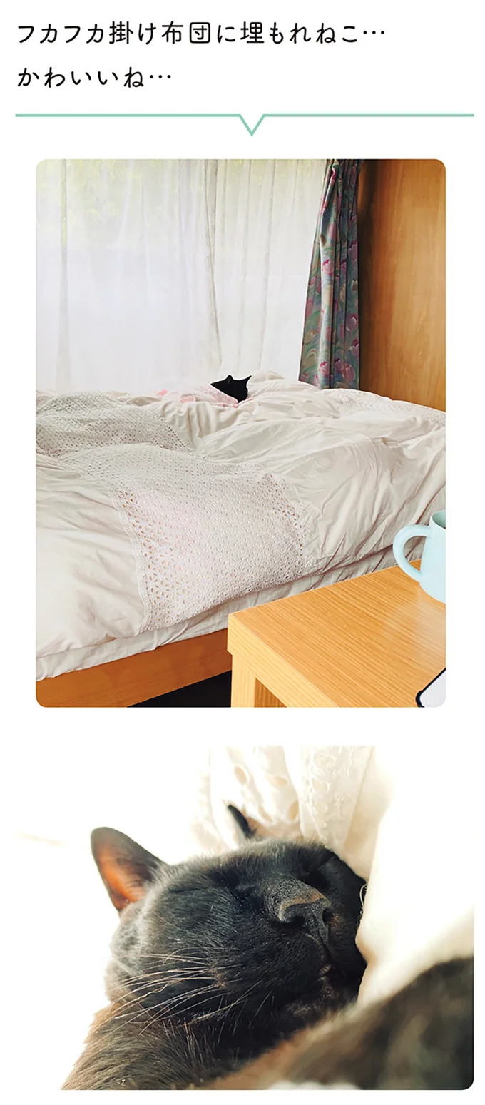 『黒猫ろんと暮らしたら２』より