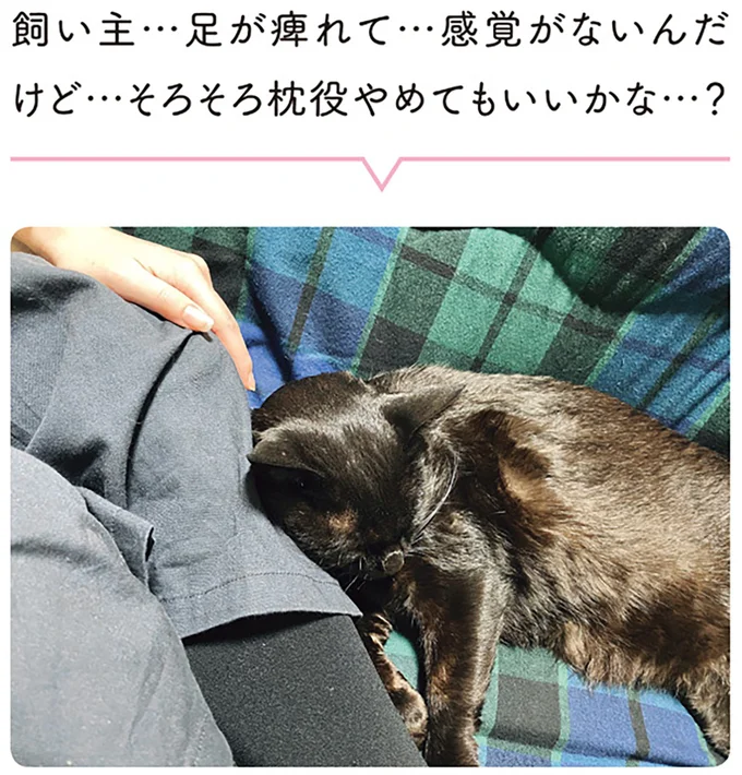 飼い主…足が痺れて…感覚がないんだけど…