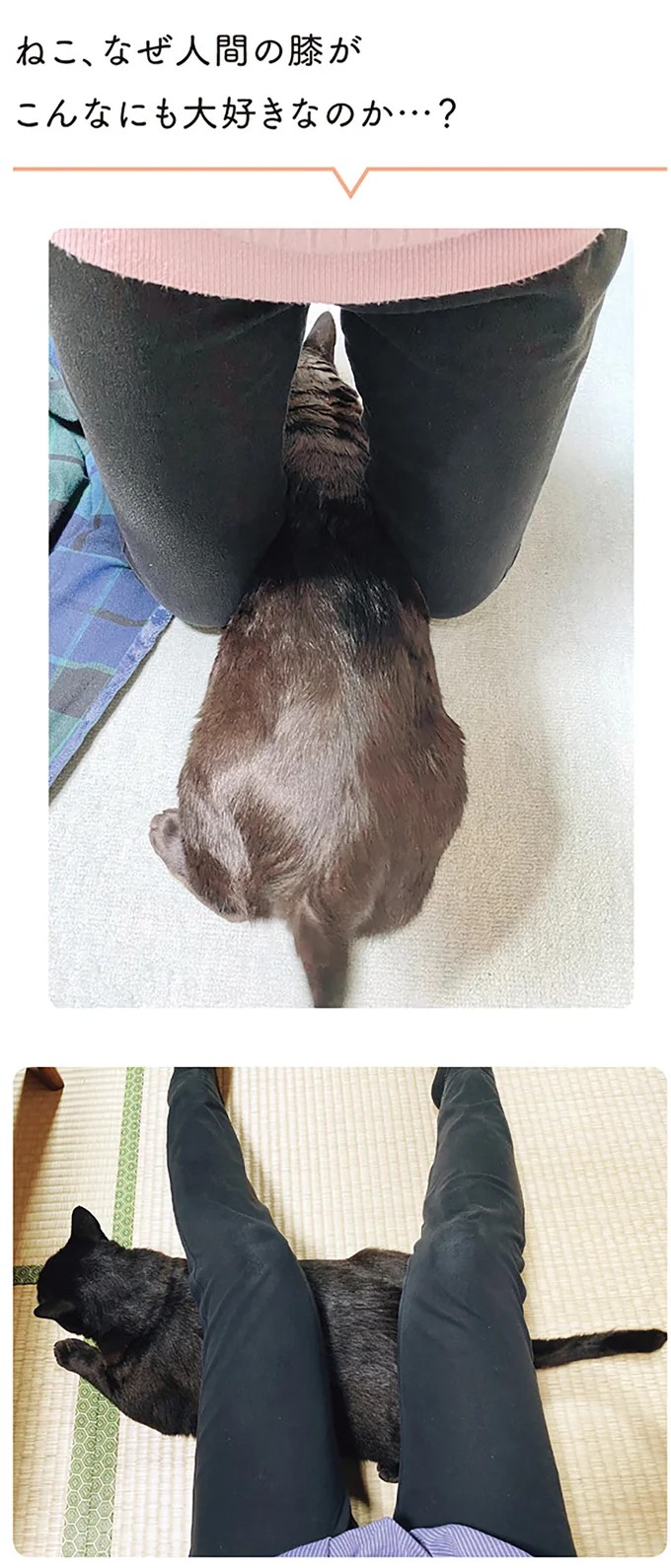 ねこ、なぜ人間の膝がこんなにも大好きなのか…？