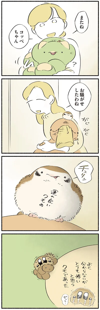 よく分からないがとても怖いと思うクモ