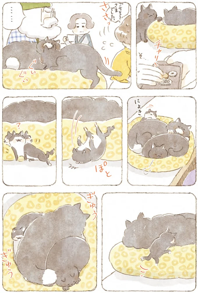 猫たちはまったり