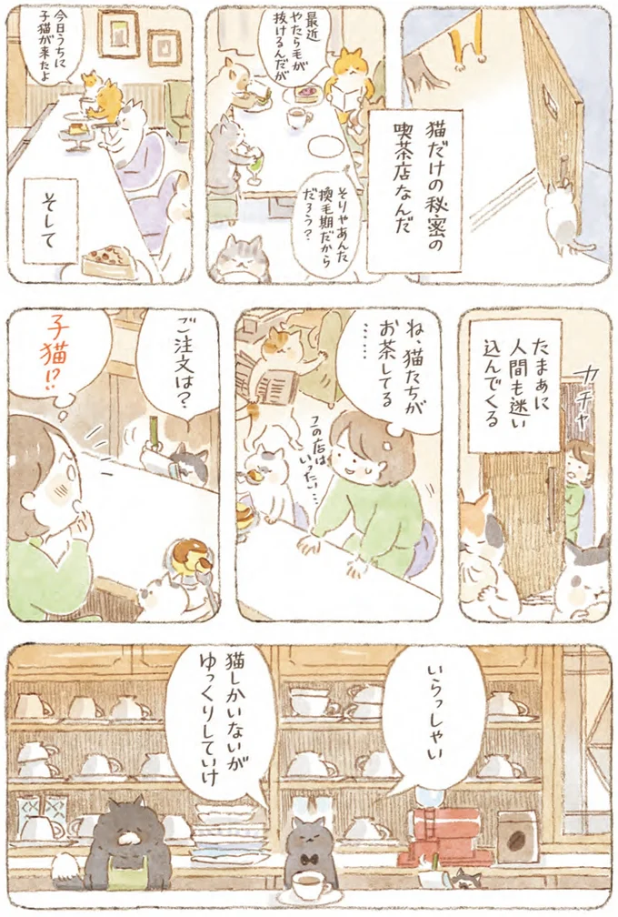 猫しかいないがゆっくりしていけ