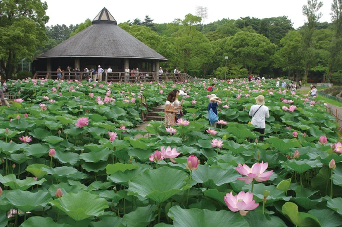 千葉市の象徴「オオガハス」の代表的な鑑賞スポットである千葉公園では例年6～7月に見頃を迎える