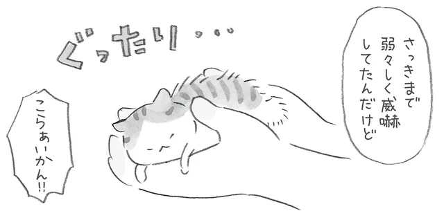 夫婦喧嘩どころじゃない!? 子猫のタマと出会った運命の日