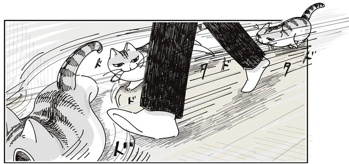 足元に走ってきて「ピタッ」！ 真顔のままの猫、いきなり止まらないで欲しい