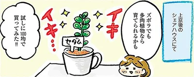 何度も枯らした私がリベンジ！「自宅で育てられる植物」を調べてみた