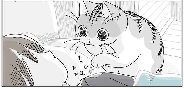 猫にトントンされる朝。可愛いので寝たふりをしたままでいると