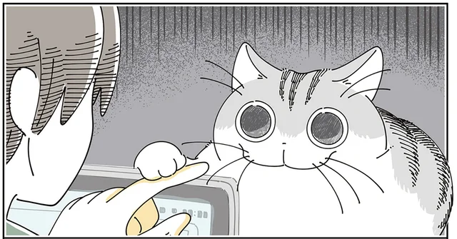 すごい目で見てくるじゃん。猫から見て「面白そうな物」の正体を知った瞬間の話