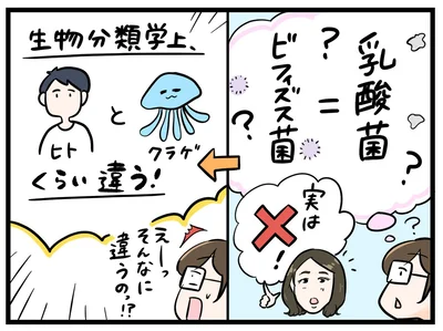 ビフィズス菌と乳酸菌はまったくの別物