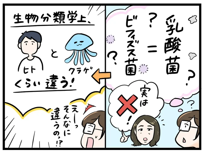 ビフィズス菌と乳酸菌はまったくの別物