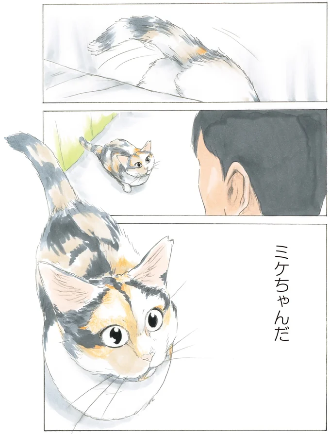 ミケちゃんだ