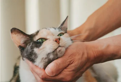 ミケちゃんは優しくナデナデされるのが大好き