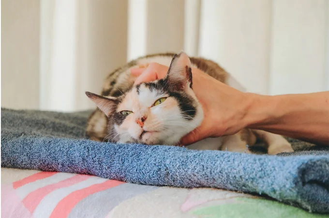 お仕事の合間にナデナデしてもらうのが楽しみなの