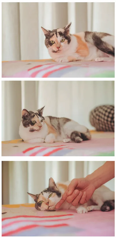 カーテンで仕切られたミケちゃんルームのベッドはミケちゃん専用