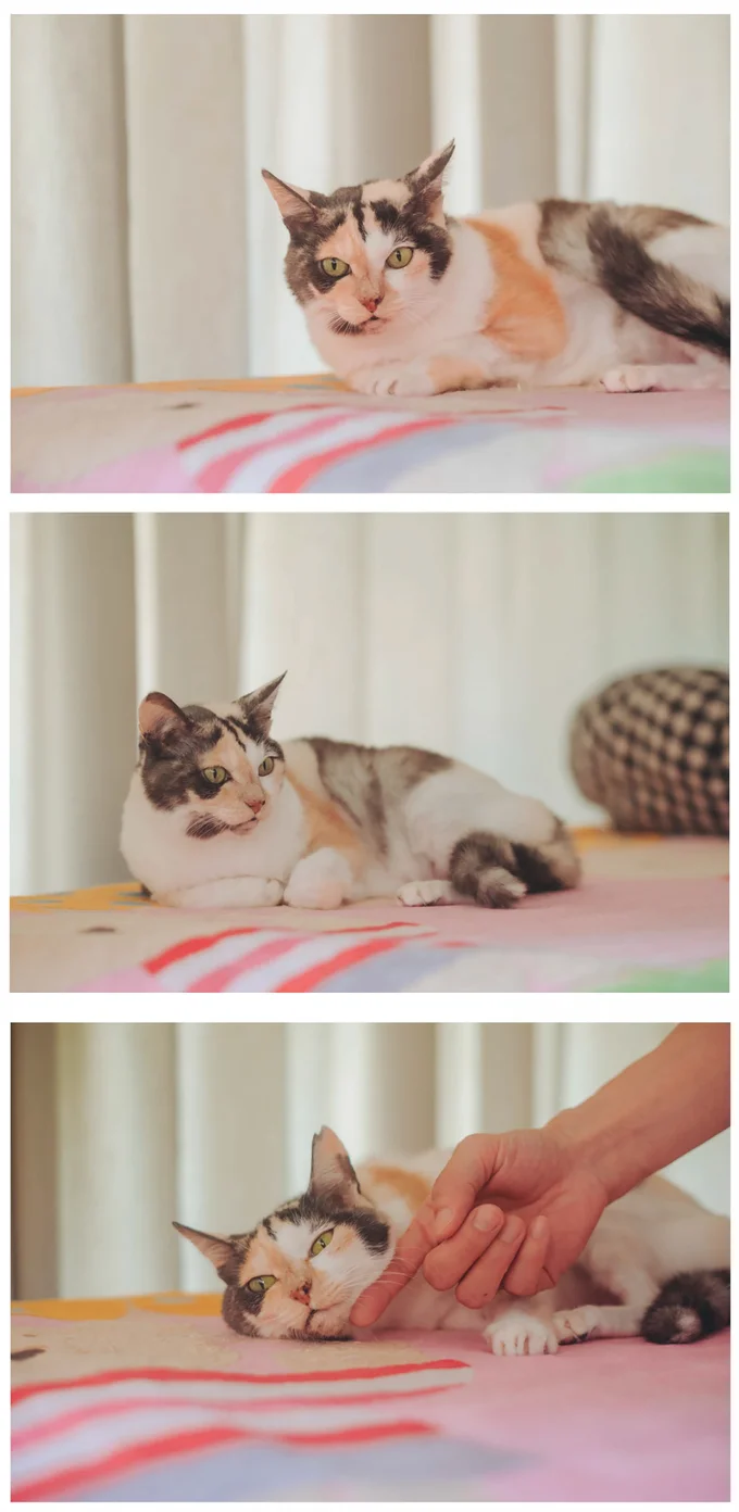 カーテンで仕切られたミケちゃんルームのベッドはミケちゃん専用