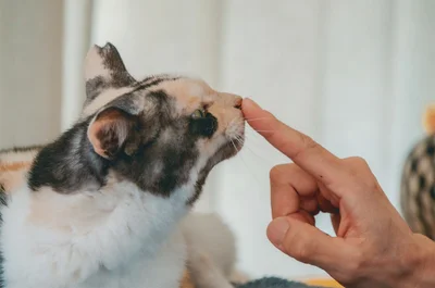 穏やかな性格のミケちゃん