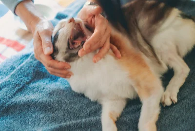 お薬の時間だわ