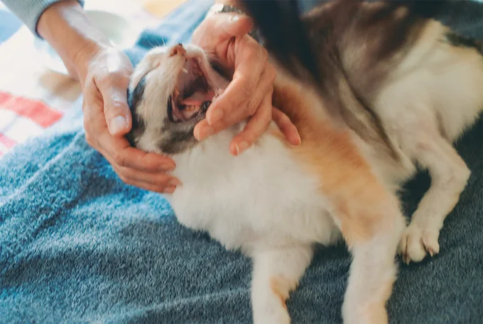 お薬の時間だわ