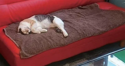 今の生活を続けさせてほしい旨のお手紙を書きました