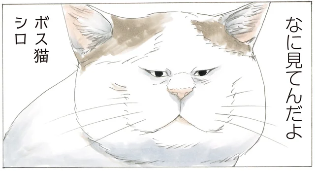 「なに見てんだよ」ミケちゃんの外猫時代を語るに外せない存在・シロの話