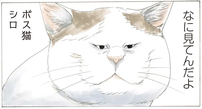 「なに見てんだよ」ミケちゃんの外猫時代を語るに外せない存在・シロの話