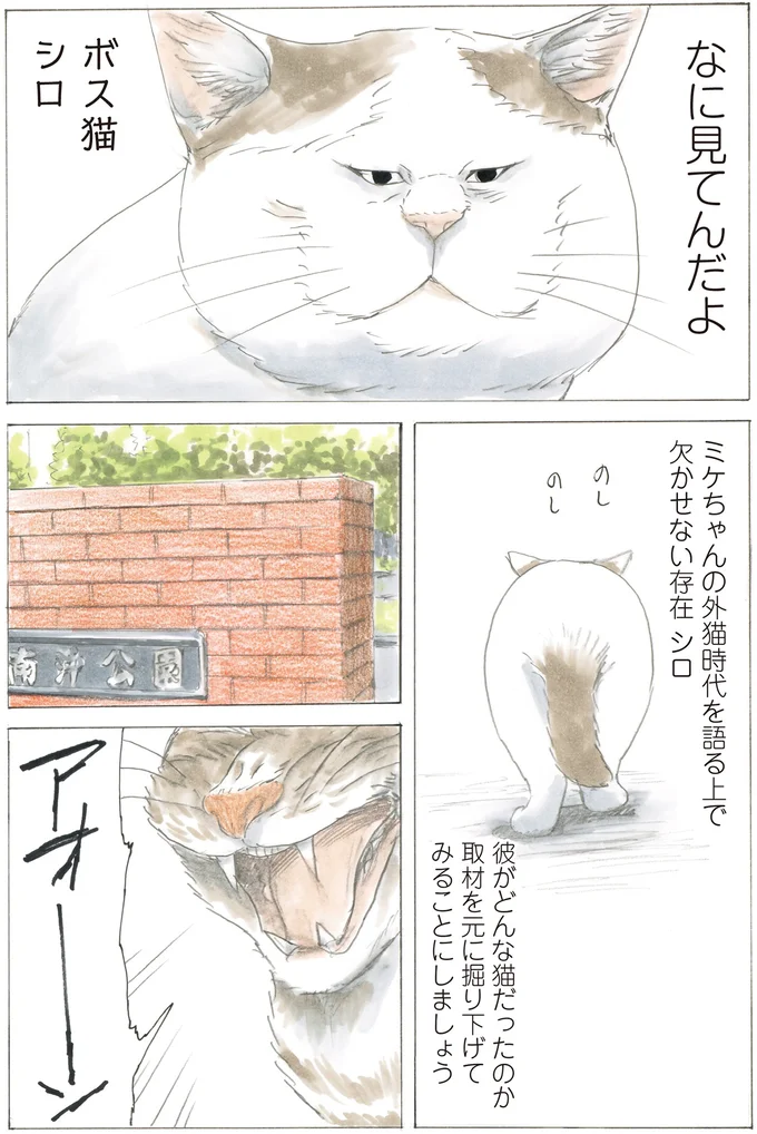 彼がどんな猫だったのか