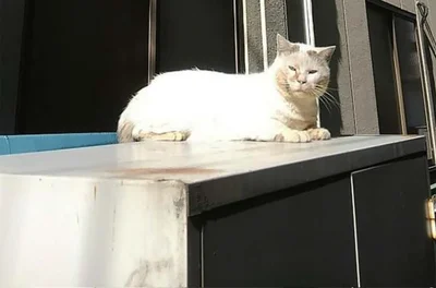 シロちゃんのお話