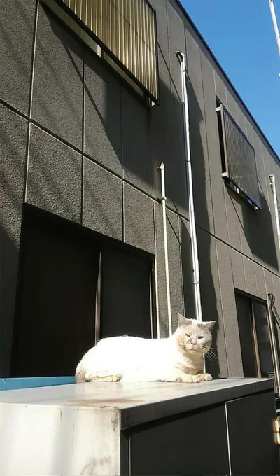 地域のボス猫だったシロちゃん