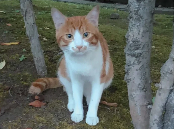 互いに身を寄せ合った仲良しの子。飼い主さんと共に行く幸せなお別れ