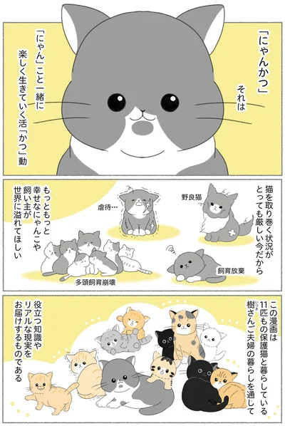 『にゃんかつ 11匹と2人の暮らし』より