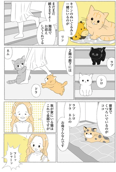 『にゃんかつ 11匹と2人の暮らし』より