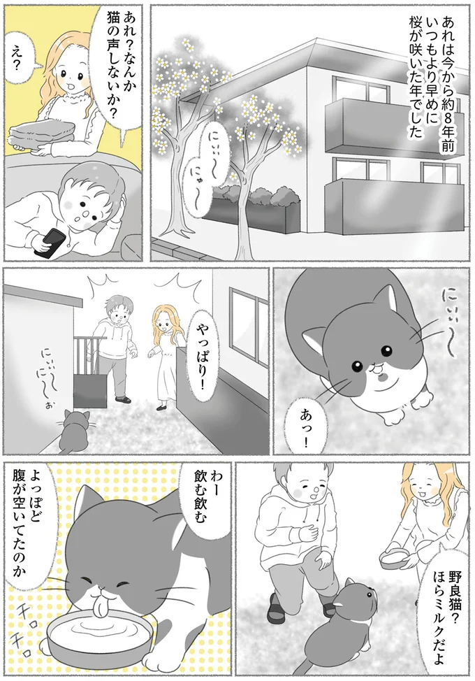 『にゃんかつ 11匹と2人の暮らし』より