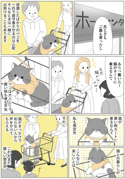 『にゃんかつ 11匹と2人の暮らし』より
