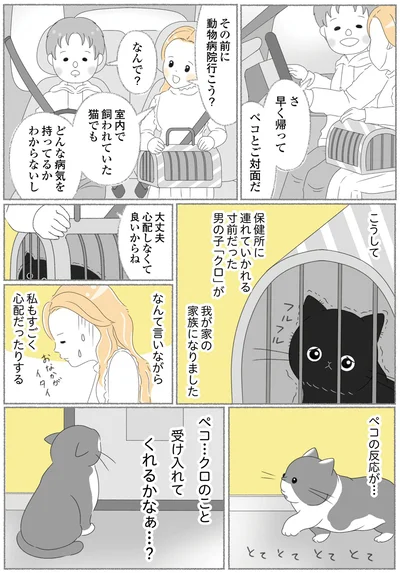 『にゃんかつ 11匹と2人の暮らし』より