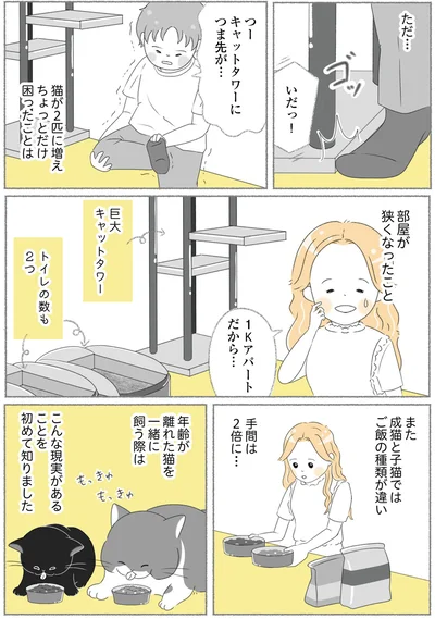 『にゃんかつ 11匹と2人の暮らし』より