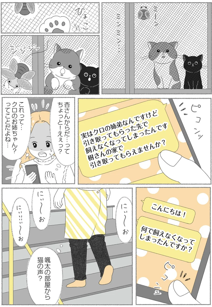 『にゃんかつ 11匹と2人の暮らし』より