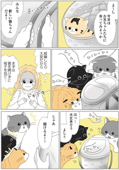 『にゃんかつ 11匹と2人の暮らし』より