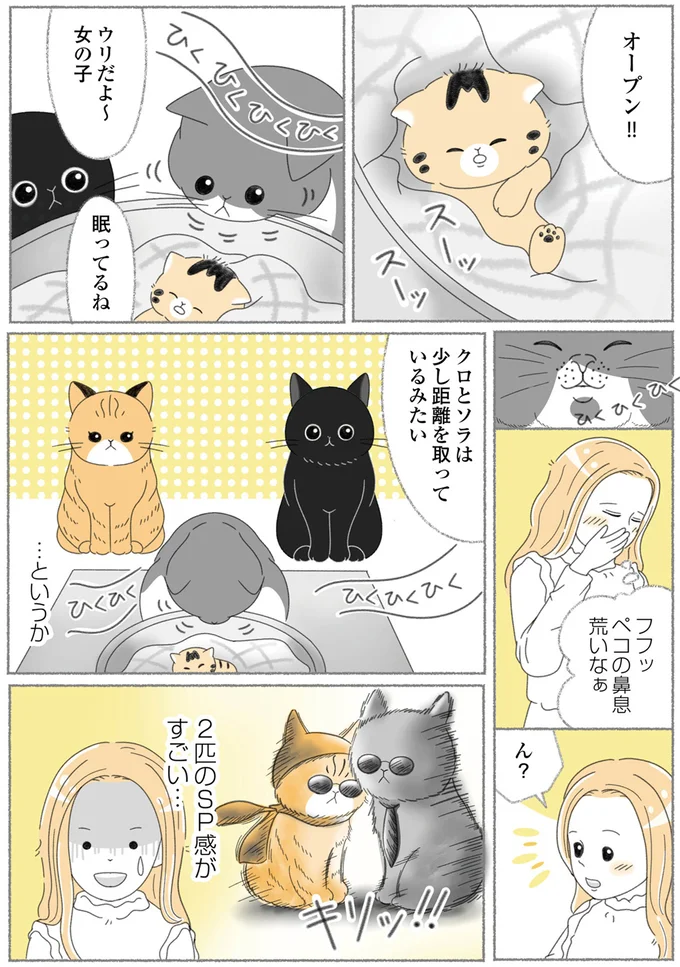 『にゃんかつ 11匹と2人の暮らし』より