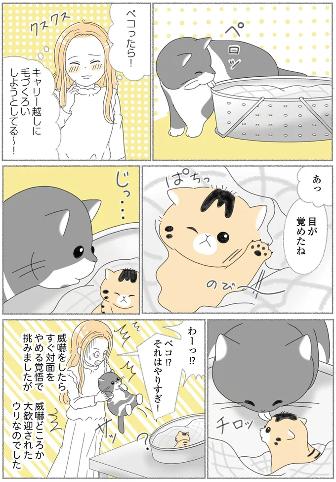 『にゃんかつ 11匹と2人の暮らし』より