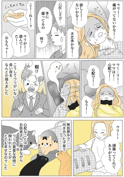 『にゃんかつ 11匹と2人の暮らし』より