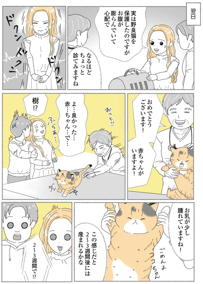 『にゃんかつ 11匹と2人の暮らし』より