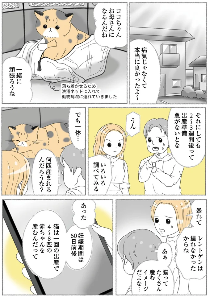 『にゃんかつ 11匹と2人の暮らし』より