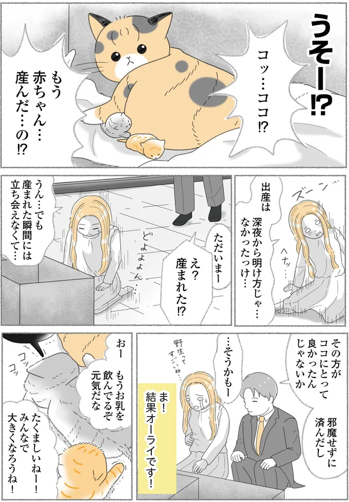 『にゃんかつ 11匹と2人の暮らし』より