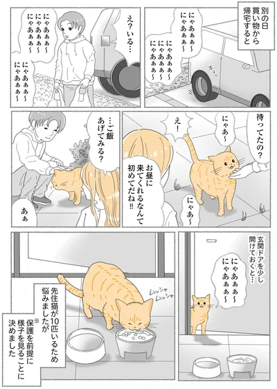 『にゃんかつ 11匹と2人の暮らし』より