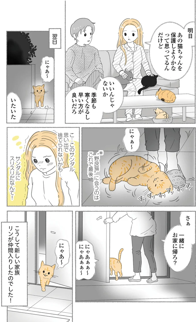 『にゃんかつ 11匹と2人の暮らし』より