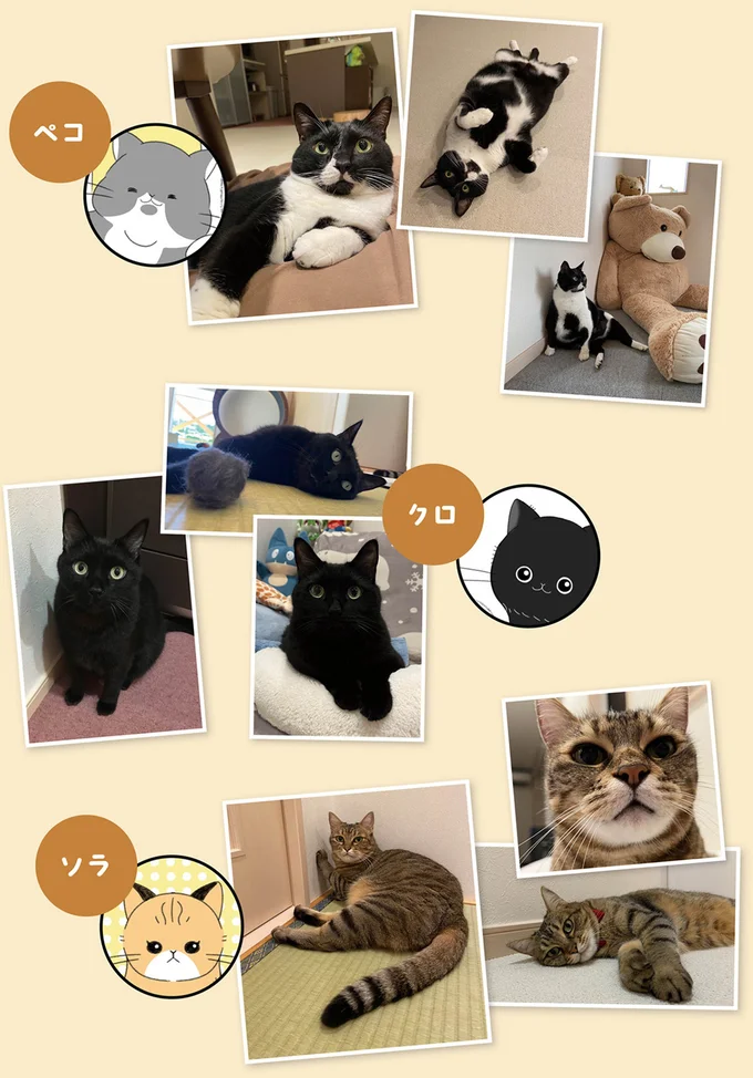 『にゃんかつ 11匹と2人の暮らし』より