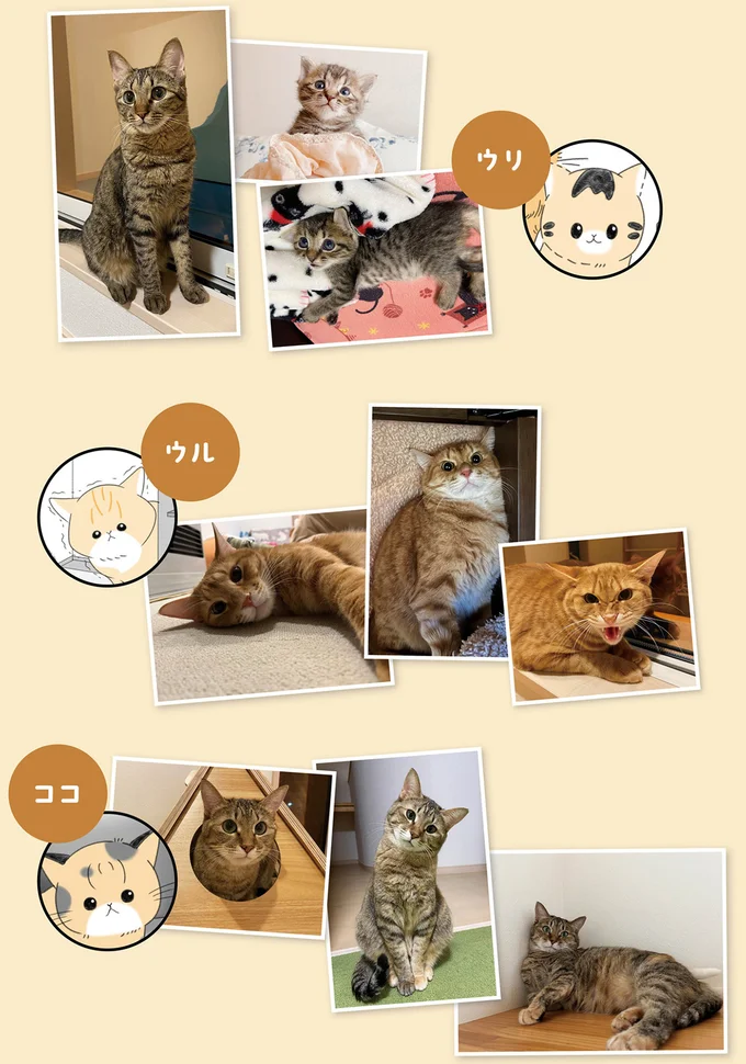 『にゃんかつ 11匹と2人の暮らし』より