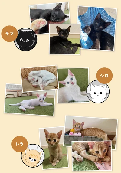 『にゃんかつ 11匹と2人の暮らし』より